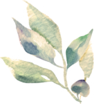 欧式花纹