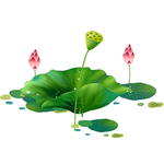 荷花