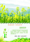 油菜花开