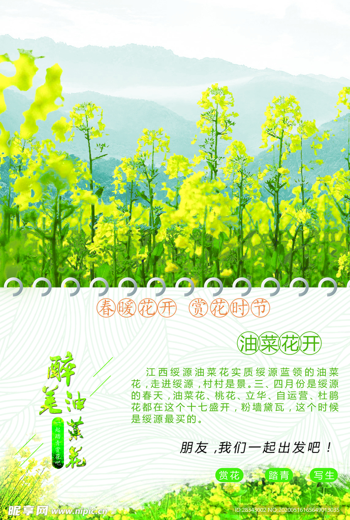 油菜花开