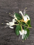 金银花 山花 特写
