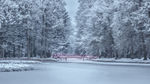 树林雪景
