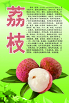 水果文化系列之荔枝