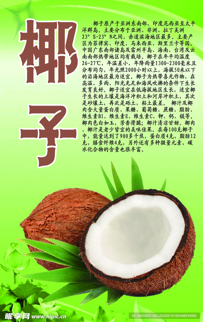 水果文化系列之椰子
