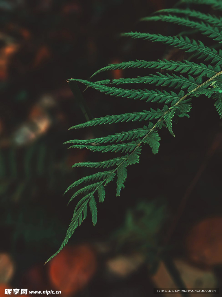 风景