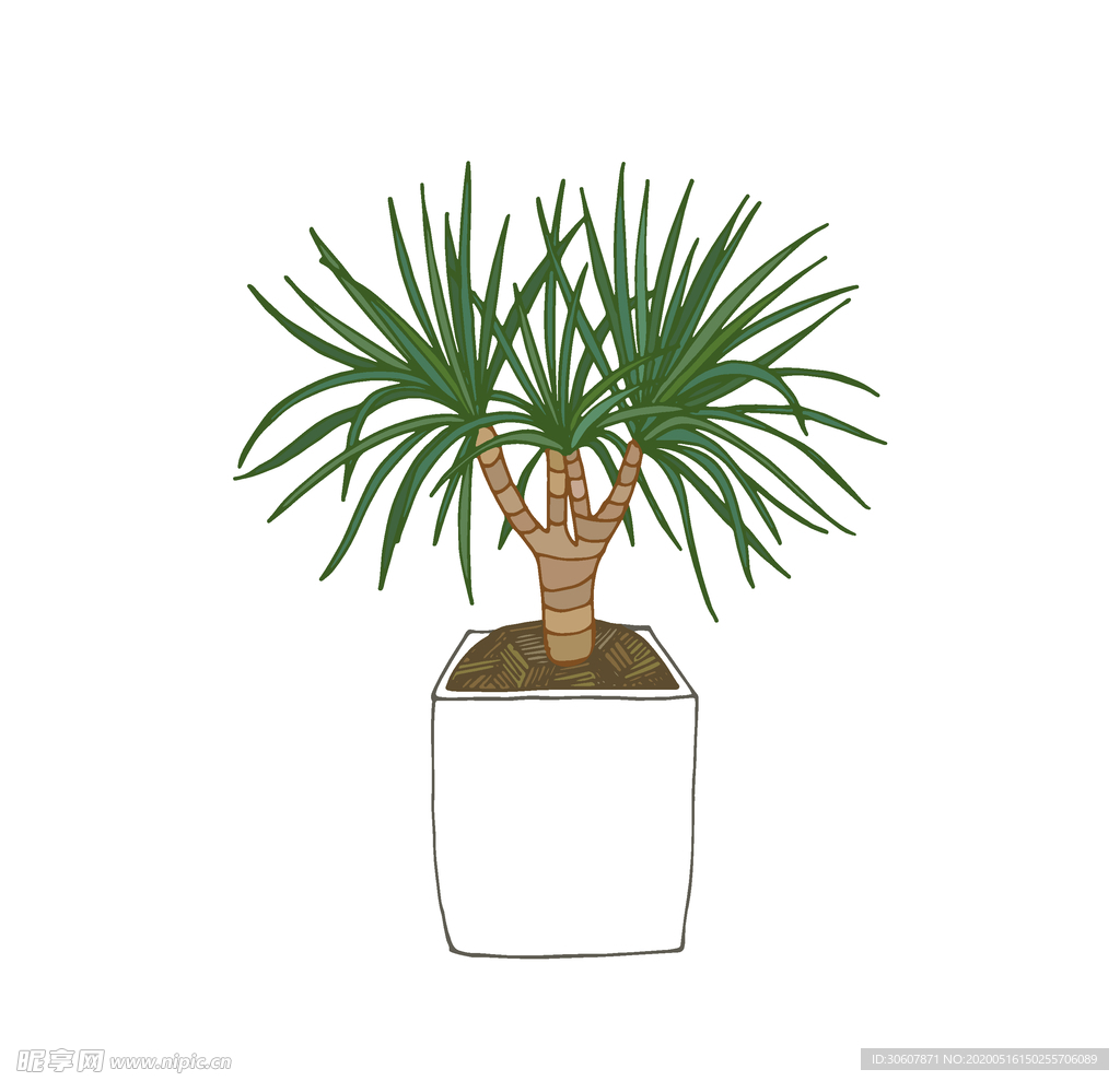 植物手绘