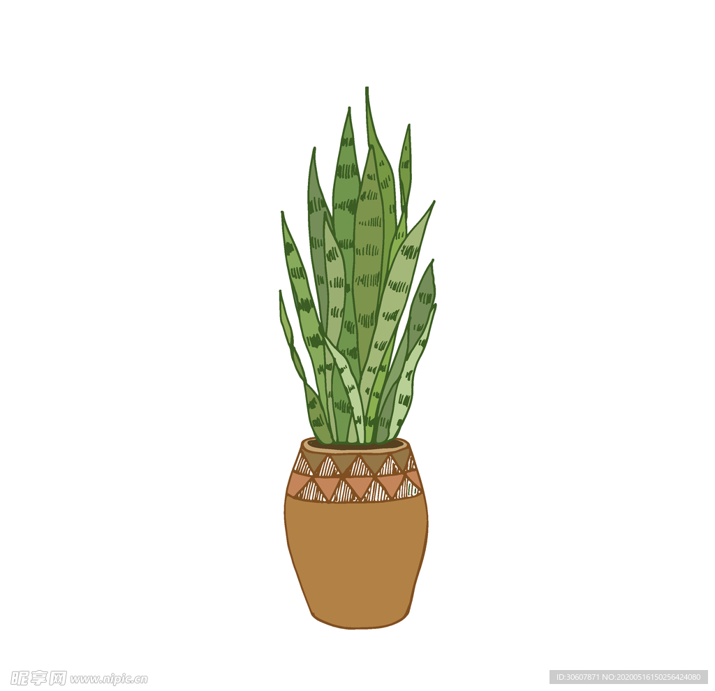植物手绘