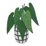 植物线条