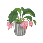 植物线条