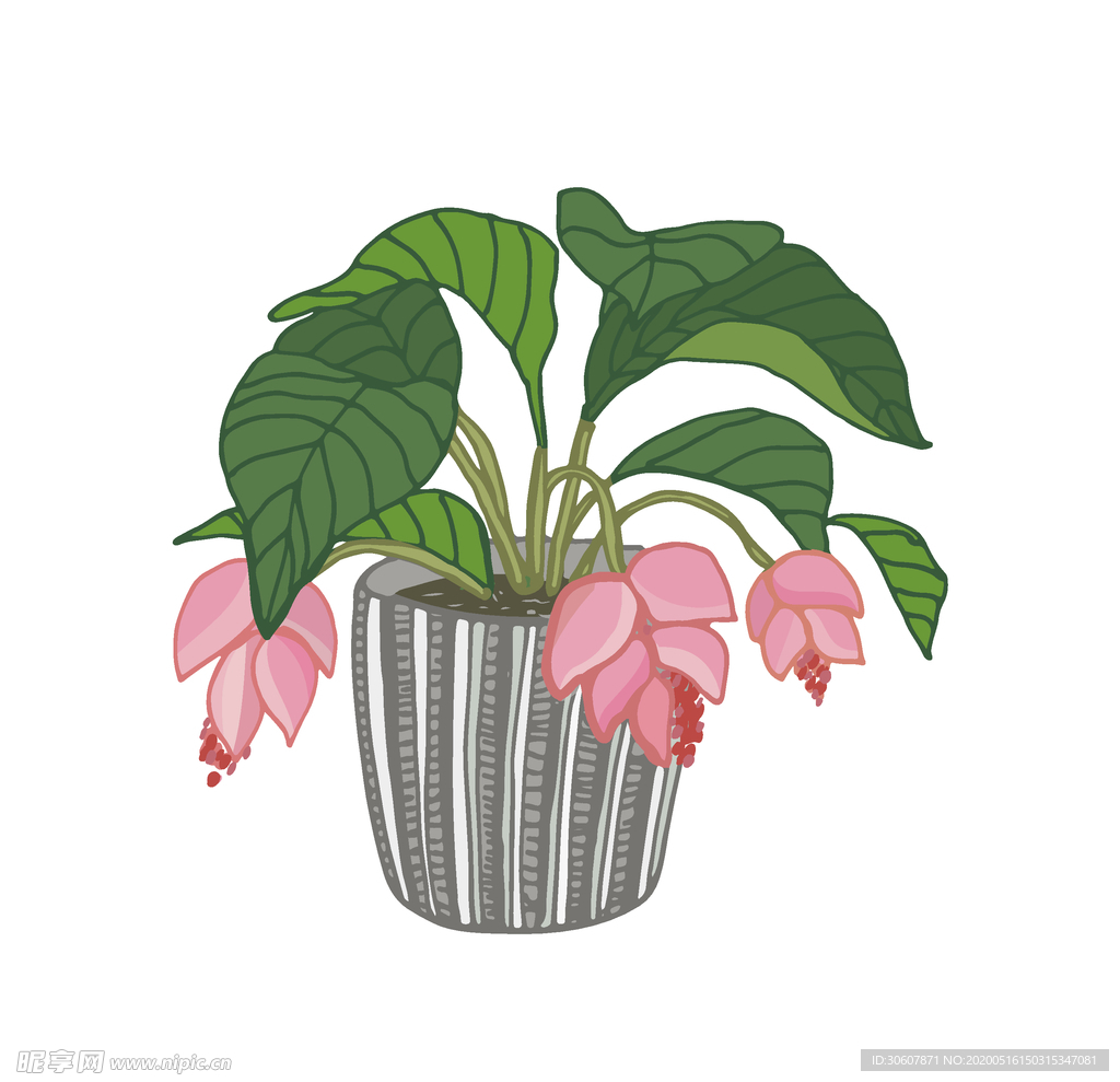 植物线条