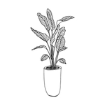 植物线稿