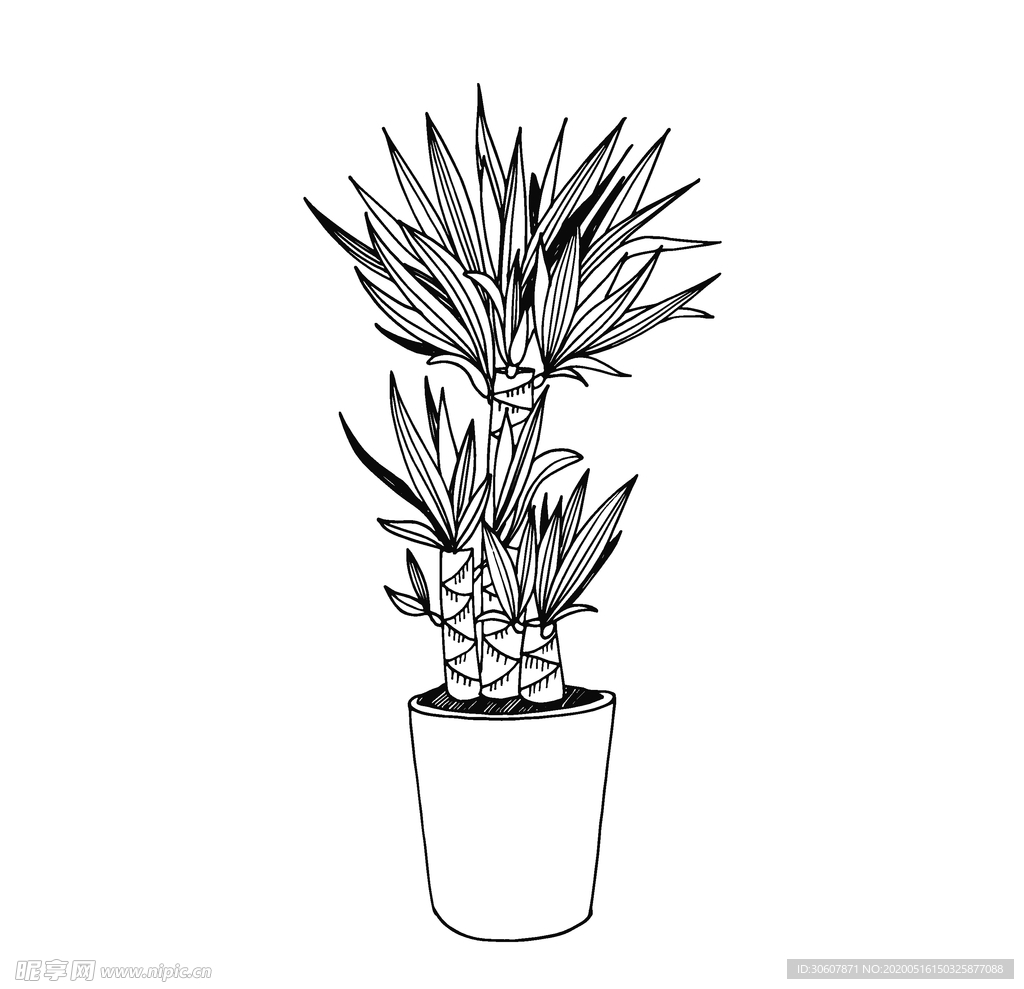 植物线稿