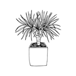 植物线稿