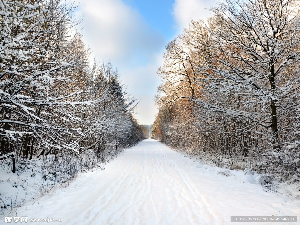 树林 雪景