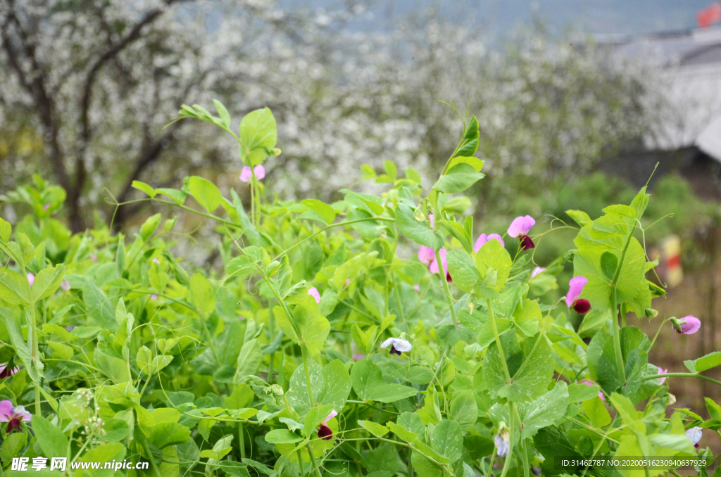 豌豆花