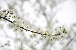李花