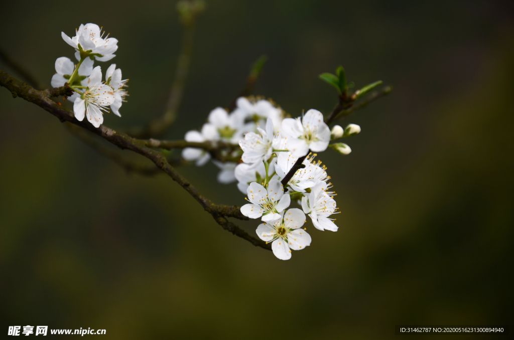 李花