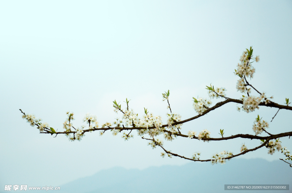 李花