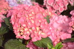 八仙花
