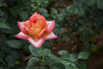 玫瑰花公园