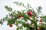 红石榴花