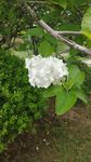 绣球花