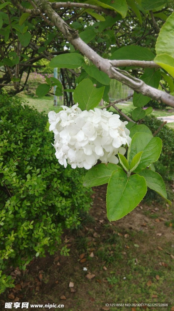 绣球花