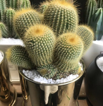 仙人掌