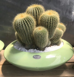 仙人球
