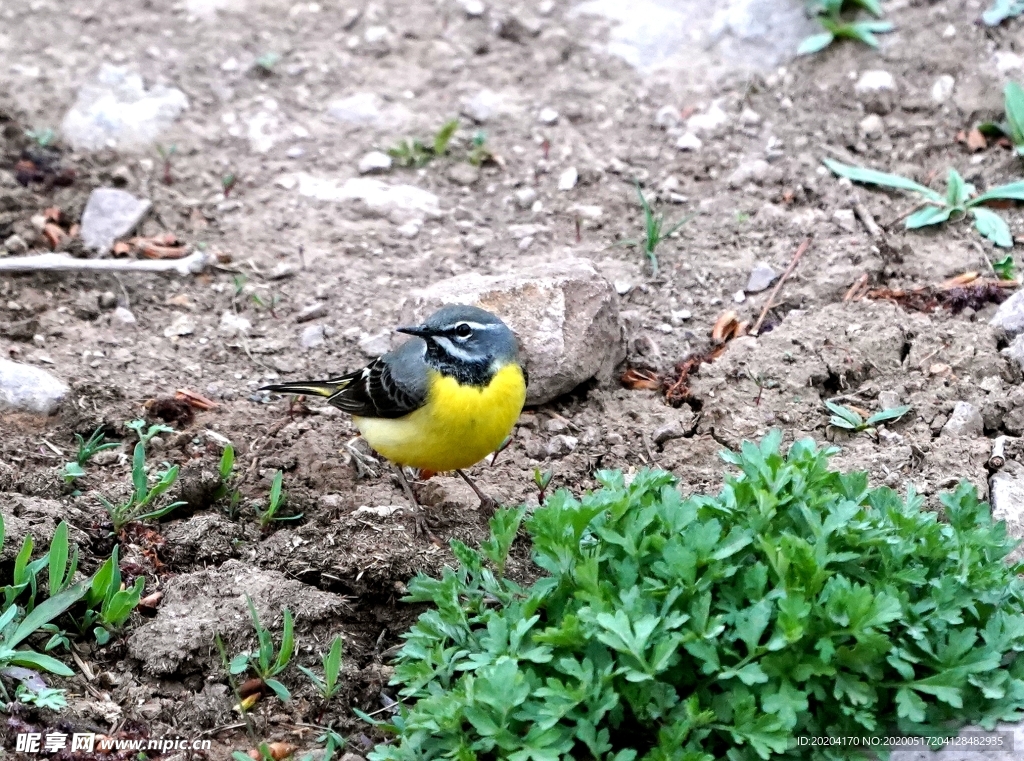 灰鹡鸰