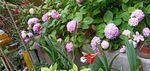 绣球花园