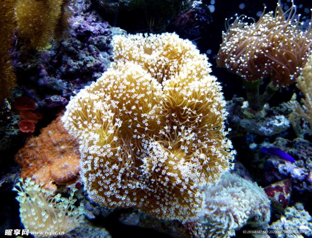 海底风光