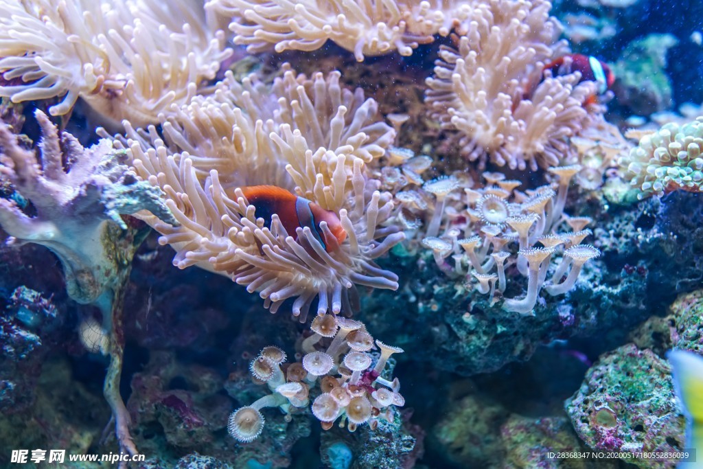 海底风光