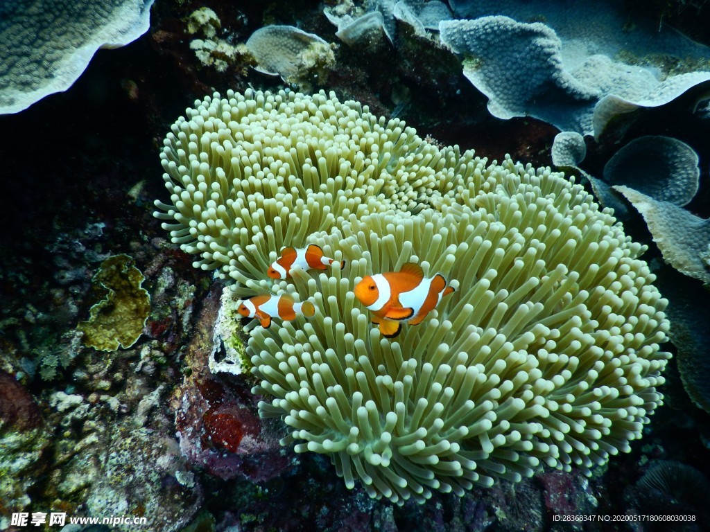 海底风光