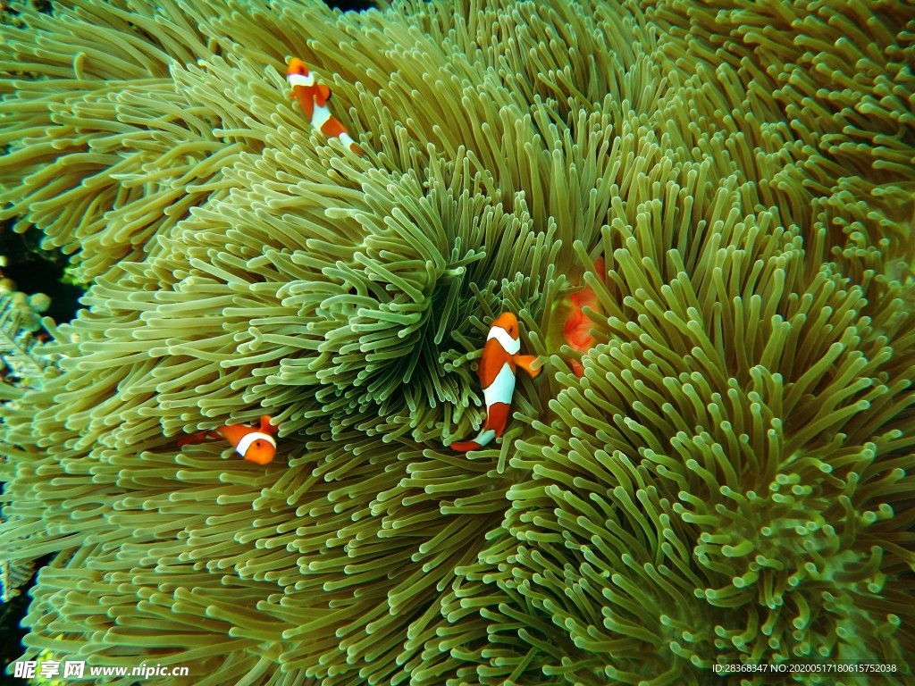 海底风光