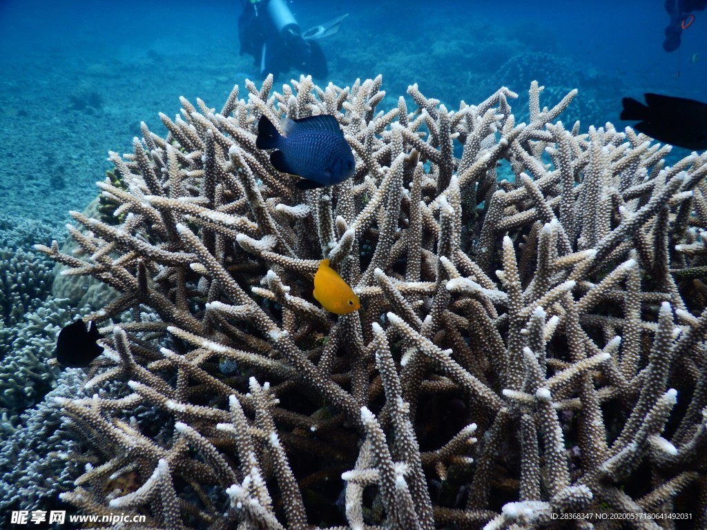 海底风光