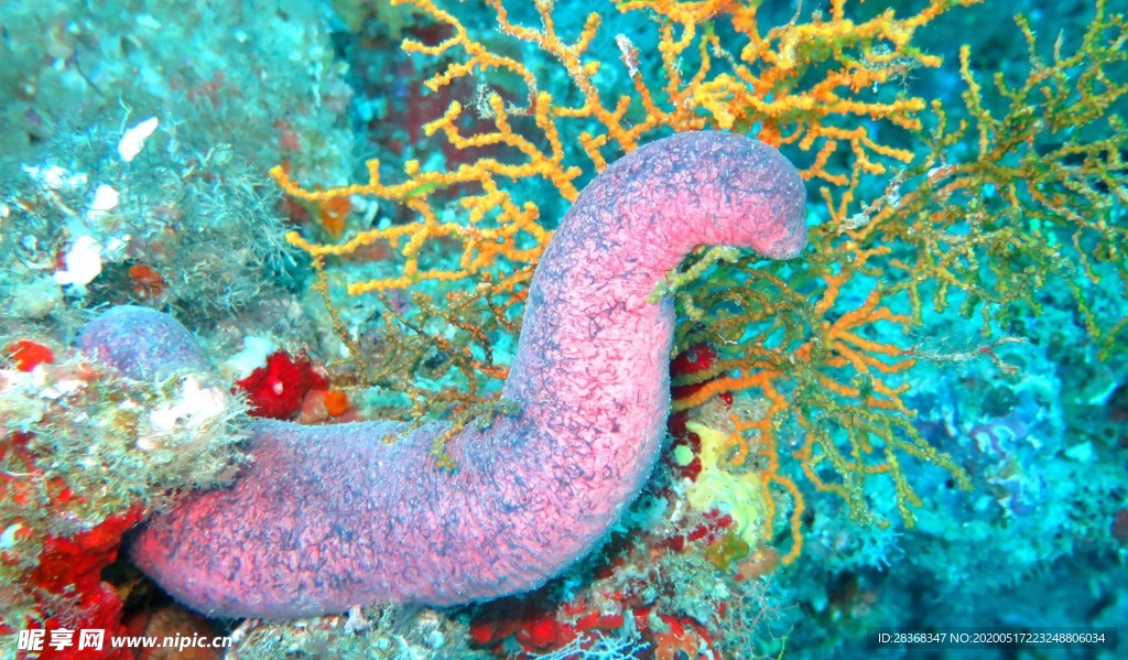 海底风光
