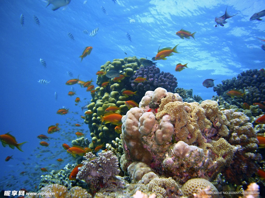 海底风光