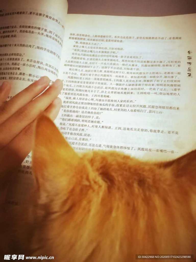 猫与书