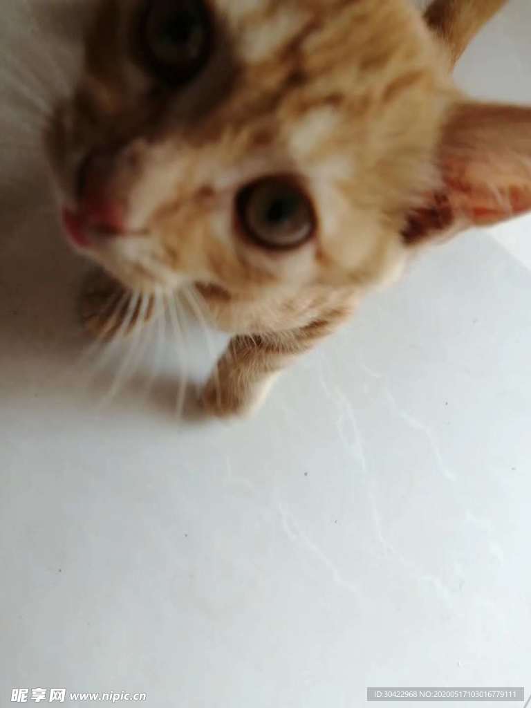 猫咪