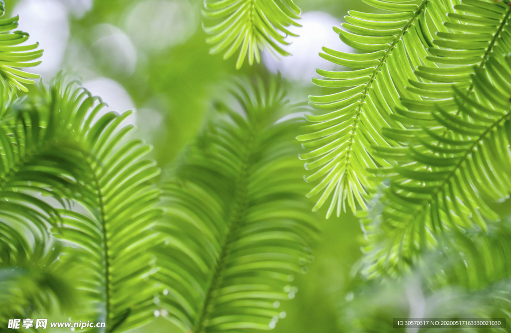 植物