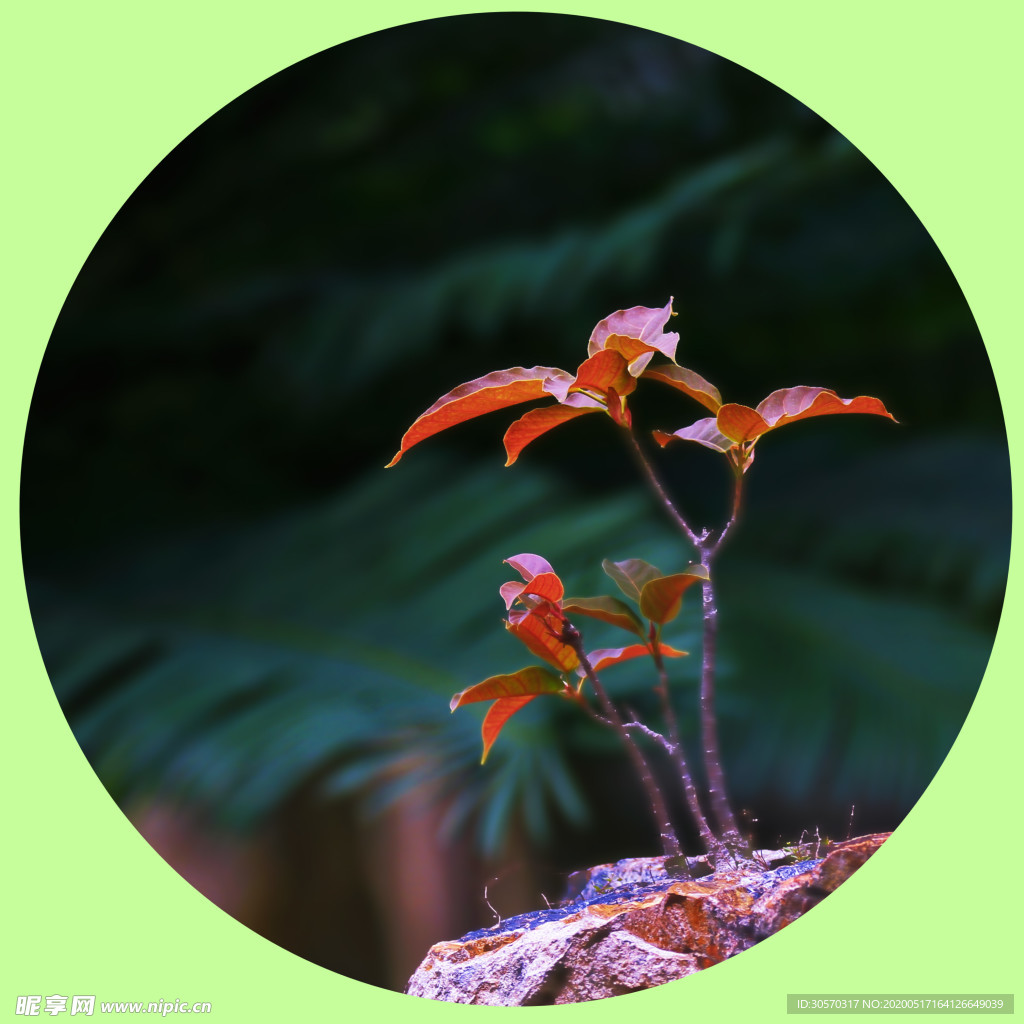 植物