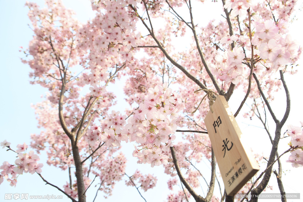 樱花