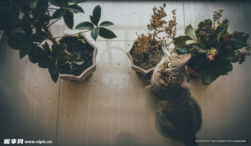 猫咪