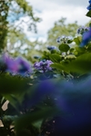 绣球