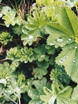 羽衣草