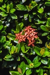 龙船花