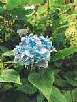 绣球