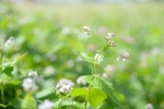 细叶芹
