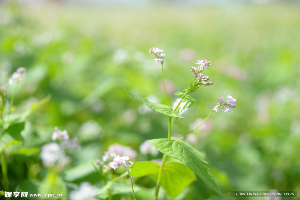 细叶芹